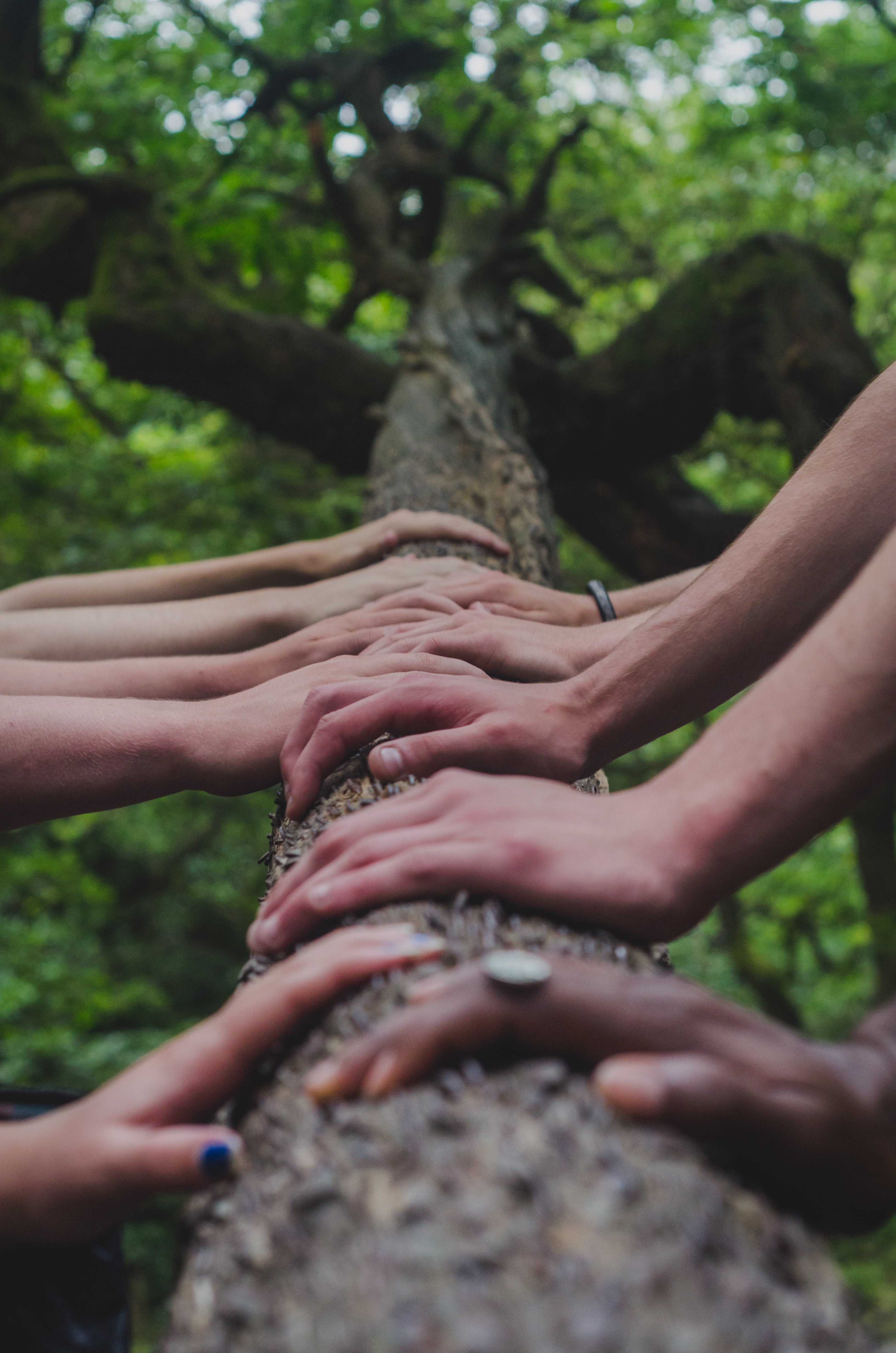 várias mãos sobre tronco de árvore em sinal de união pelo meio ambiente